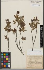 Foto von Salix waldsteiniana Willd.
